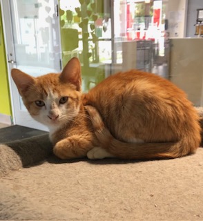 Vaporeon (PetSmart Manhattan)