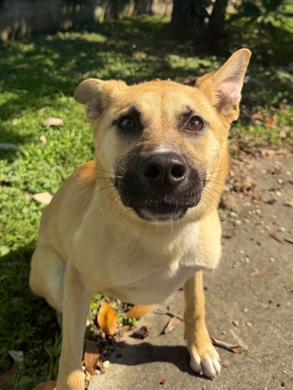 Curious George (Was Dog)