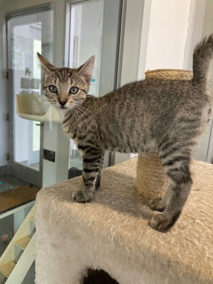 Denmark (PetSmart Manhattan)