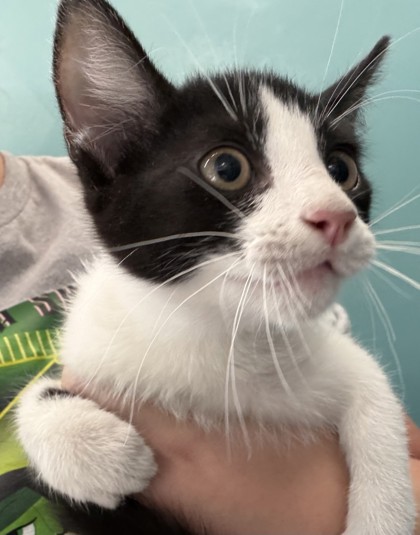 Jojacobs (PetSmart S Claiborne)