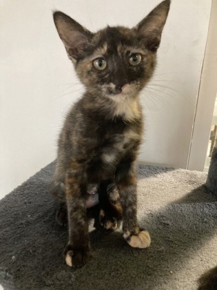 Rio Grande (PetSmart Manhattan)