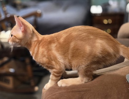 Mallard (PetSmart Manhattan)