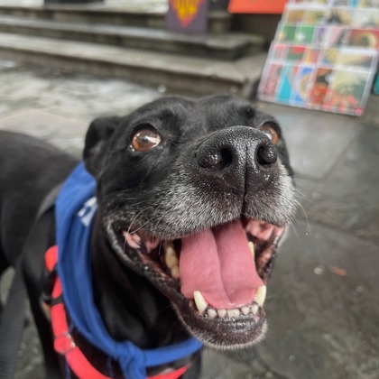 Bea