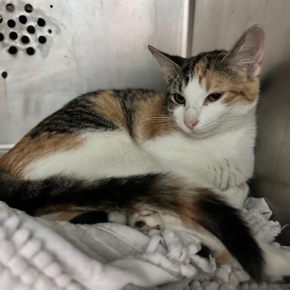 Cadence (PetSmart Claiborne)