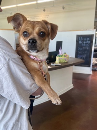 Penny