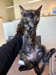 Piper