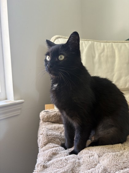 Dama Fortuna (Unfurr-getables in Foster)