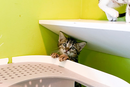 Lorrd (Petsmart Manhattan)