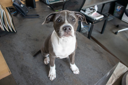 Jayla (In Foster)