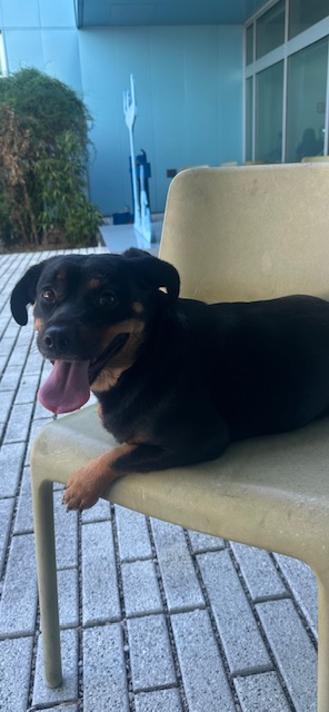 Dolly (Formerly Big Mamma in Foster)