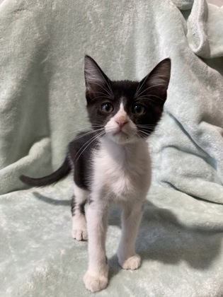 Nike (Petsmart Manhattan)