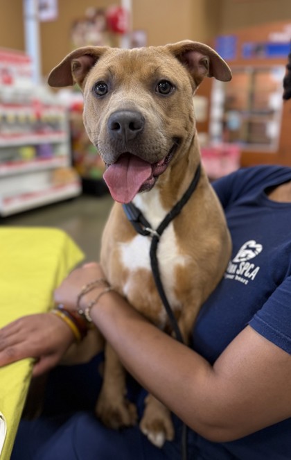 Neon Carrot (PetSmart S Claiborne)