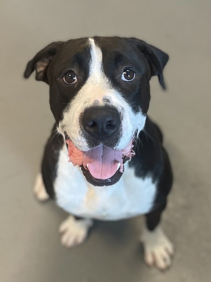 Maximus