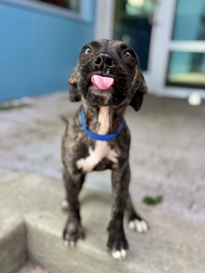 Simon (in Foster)