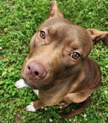 Nala (formerly Quad) (in Foster)