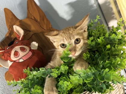 Keke