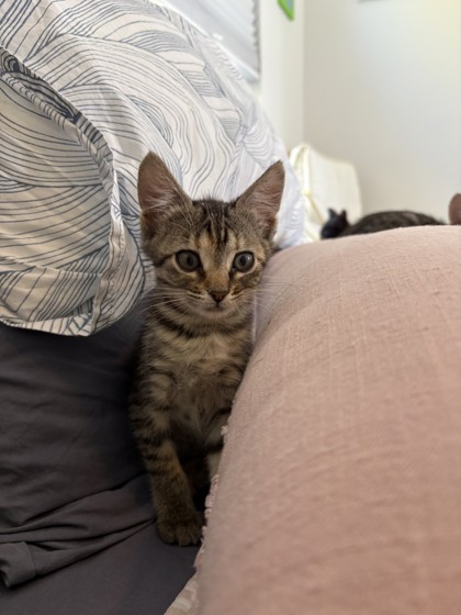 Radisson (PetSmart Claiborne)