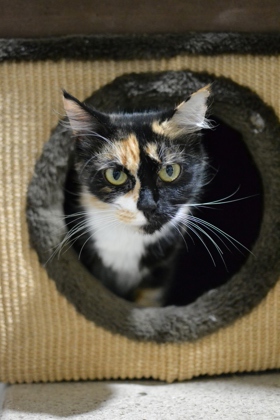 Tinkerbell (Petsmart Manhattan)