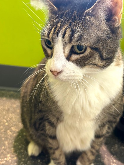 Powda (in NLOL Unfurr-getable)