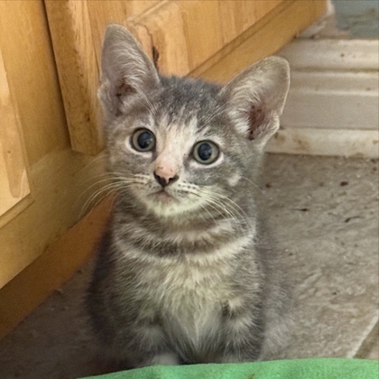 Cinnamon