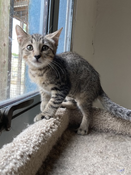 Angola (PetSmart Manhattan)