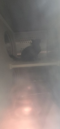 K Street TNR 3
