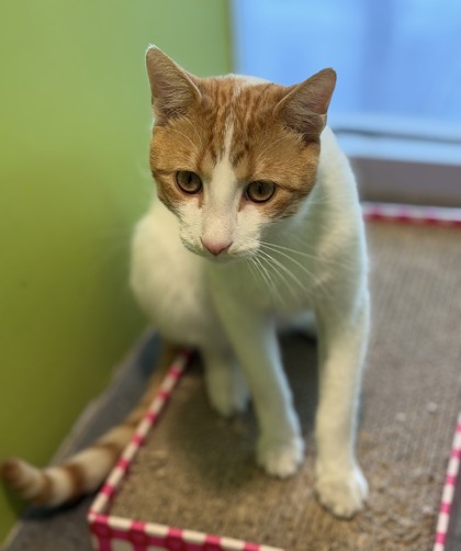 Ventro (Unfurr-getables)