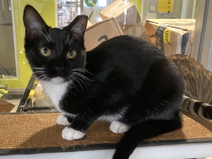 Soba (PetSmart Manhattan)