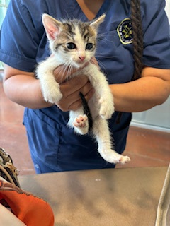 Starburst (PetSmart Claiborne)