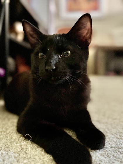 Kona