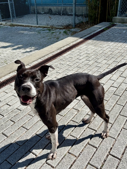 Missy (Underdog, New Leash On Life)