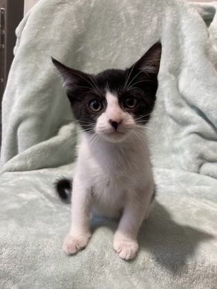 Puma (Petsmart Manhattan)