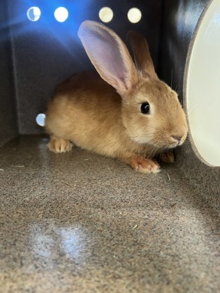 Hopsicle
