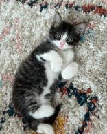 Coca Cola (PetSmart Manhattan)