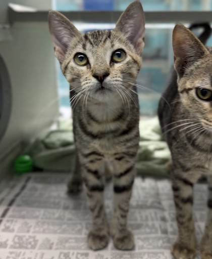 Meako (PetSmart S Claiborne)