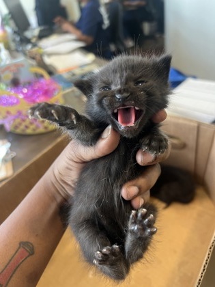 Suri