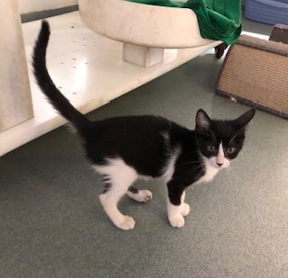Willie Nelson (PetSmart Manhattan)