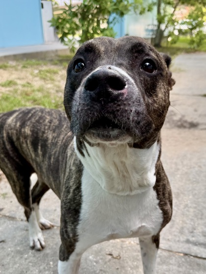 Atlas