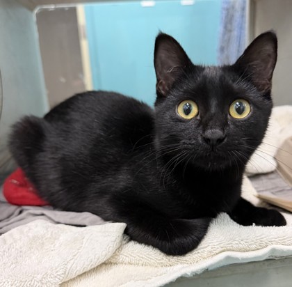 Rtic (PetSmart Claiborne)