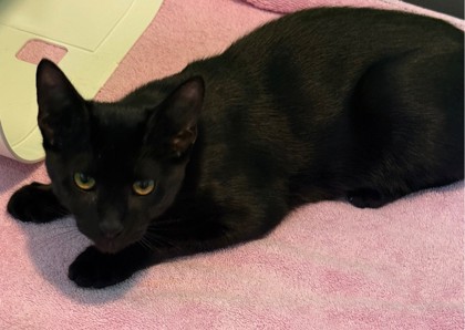 Rocky  (Figgy Pudding)