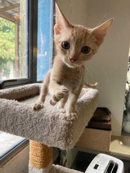 Cadillac (PetSmart Manhattan)