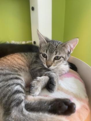 Tulip (PetSmart S Claiborne)