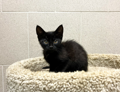 Nucleus (Petsmart Manhattan)