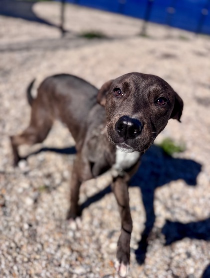 Clark Kent (Underdog)