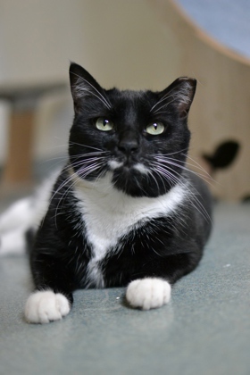 Luna (Petsmart Manhattan)