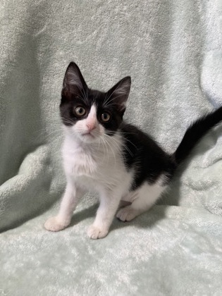 Adidas (Petsmart Manhattan)