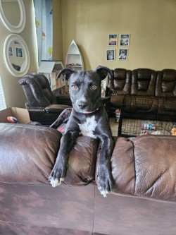 Meryn (in Foster)