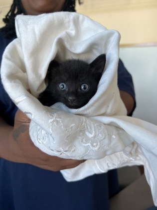 Bat Girl