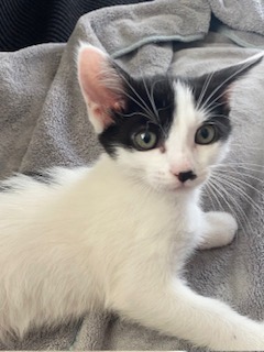 Brachiosaurus (PetSmart Manhattan)