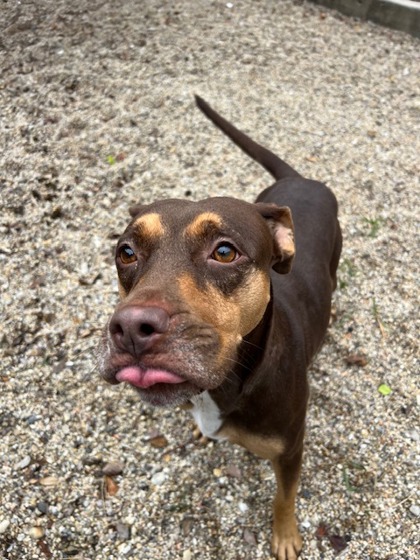 The Louisiana SPCA - While you're rocking your New Orleans Saints gear for  Black and Gold Day, our adoptable dogs are dressed up and searching for A  Home near the Dome! This